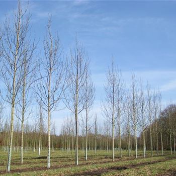 FEAL_Sol_baum_4xv_150-200x25-30x400-500_G_WI364_22_03_10_33823.jpg