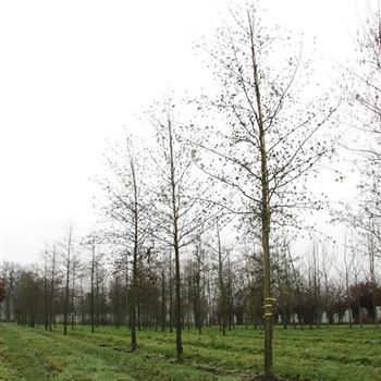 ACO_Sol_baum_5xv_200-300x30-35x500-700_G_HGW_2_21_12_06_15330.jpg