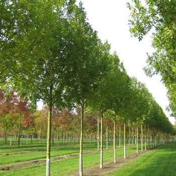 FEAL_Sol_baum_5xv_200-300x30-35x500-700_G_ESCH823-24_10_10_08_25757.jpg