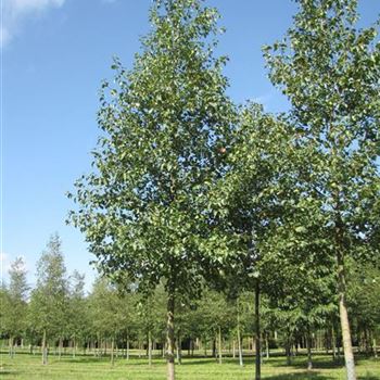 ACO_Sol_baum_5xv_200-300x35-40x500-700_R-1032_13_08_14_jh_39799.jpg