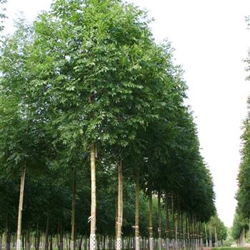 FEWGL_Sol_baum_5xv_200-300x25-30x500-700_G_FI209_11_07_06_12421.jpg