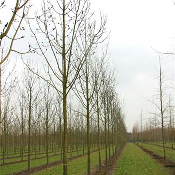 FEWGL_Sol_baum_5xv_200-300x30-35x500-700_G_ESCH823-24_01_04_08_22831.jpg