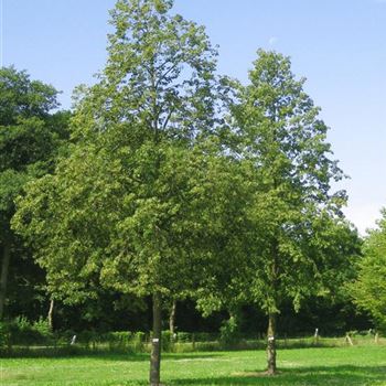 TEU_Sol_baum_8xv_400_600x80_90x900_1200_OH_OT117_14_07_09_30005.jpg
