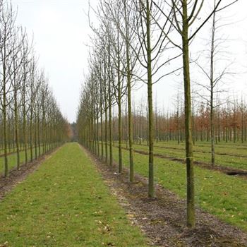 FEWGL_Sol_baum_5xv_200-300x30-35x500-700_G_ESCH823-24_2_01_04_08_22832.jpg