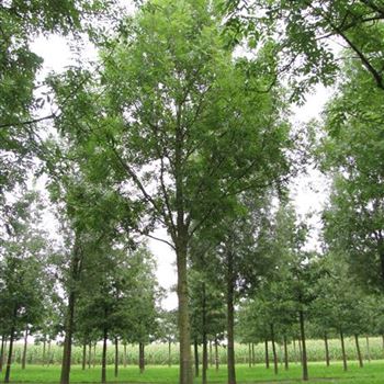 FEWGL_Sol_baum_6xv_300-400x60-70x700-900_G-845_02_09_10_jh_35351.jpg