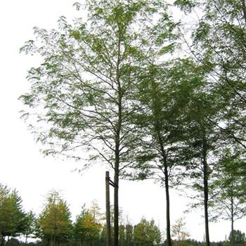 GTR_Sol_baum_200-300x30-35_500-700_R-561_01_10_07_jh_20293.jpg