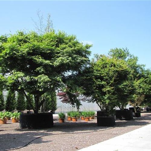 Acer palmatum