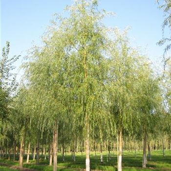 SATR_Sol_baum_4xv_200-300x30-35b_G-450_05_10_10_jh_35794.jpg