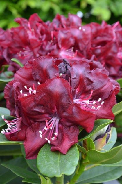 Rhododendron 'Anna Netrebko' von Bruns Pflanzen