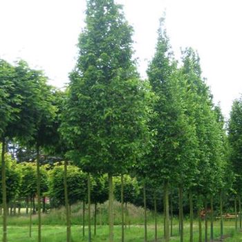 CBFFO_Sol_baum_5xv_-100x20-25x400-500_R_THE1099_16_06_09_29655.jpg