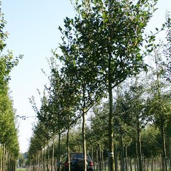 CCA_Sol_baum_4xv_150-200x20-25x400-500_R_STE169_23_09_05_4199.jpg