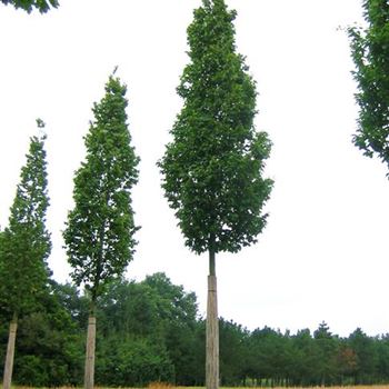 CBFFO_Sol_baum_6xv_100-150x25-30x500-700_R-1101_26_08_08_jh_24940.jpg