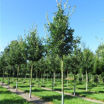CCA_sol_baum_5xv_150-200x25-30x400-500_R-57_18_07_13_ahl_38069.JPG