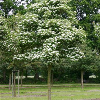 CCA_Sol_baum_5xv_200-300x30-35x400-500_R_KU_11_06_05_1695.jpg