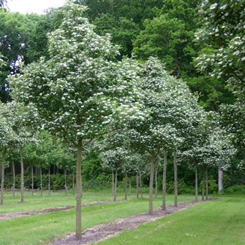 CCA_Sol_baum_5xv_200-300x35-40x400-500_R_KU_11_06_05_1696.jpg