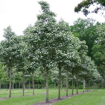 CCA_Sol_baum_5xv_200-300x40-45x400-500_R_KU_11_06_05_1697.jpg