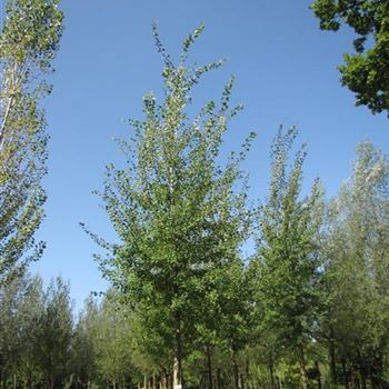 PTR_Sol_baum_4xv_150-20x30-35x500-700_R-1033_13_08_14_jh_39217.jpg