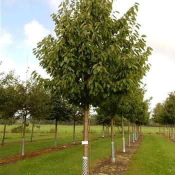 KIRRE_Sol_baum_5xv_150-200x30-35_R-561_23_09_15_jh_41465.jpg