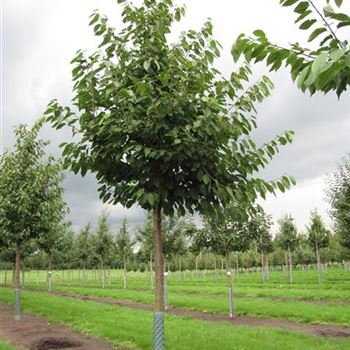 KIRRE_Sol_baum_5xv_150-200x30-35_R-559_19_08_13_jh_37957.jpg