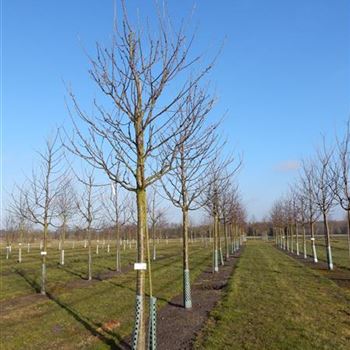 KIRRE_Sol_Baum_5xv_150-200x30-35_R-559_26_02_15_wr_39648.JPG