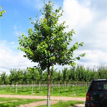 KIRRE_Sol_Baum_5xv_150-200x30-35_R-551_19_07_13_kd_39647.JPG