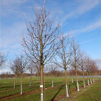 KIRRE_Sol_baum_5xv_150-200x35-40_R-561_20_11_15_kd_41466.jpg