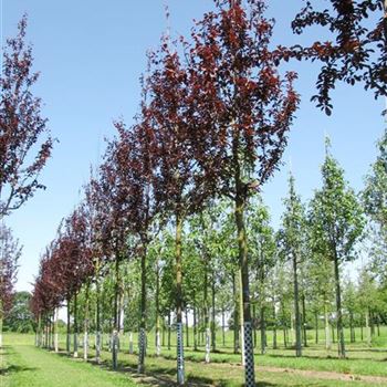 PCNI_Sol_baum_4xv_150-200x20-25x400-500_R-151_23_06_10_jh_34759.jpg