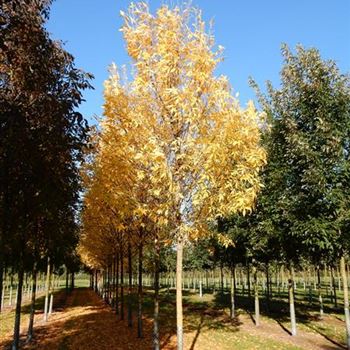 FPSU_Sol_baum_4xv_150-200x25-30x400-500_R-151_12_10_15_kd_41384.jpg