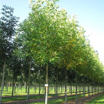 FPSU_Sol_baum_4xv_150-200x25-30x400-500a_R-151_18_09_14_jh_40173.jpg