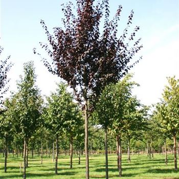 PCNI_Sol_baum_4xv_150-200x25-30x400-500_STH250_R_BRE105_25_09_06_13456.jpg