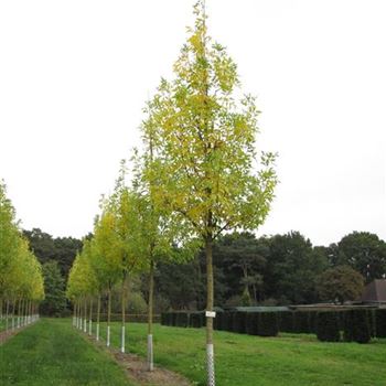 FPSU_Sol_baum_4xv_150-200x25-30x400-500a_G-702_29_09_14_jh_40175.jpg