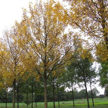 FPSU_Sol_baum_6xv_300-400x50-60x700-900a_O-186_09_10_15_jh_41386.jpg
