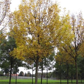FPSU_Sol_baum_6xv_300-400x50-60x700-900_O-186_09_10_15_jh_41385.jpg