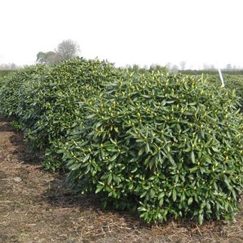 RCWH_Schaupflanze_5xv_Br180-200xHoe160-180_G_IP3822_2_18_03_10_33770.jpg