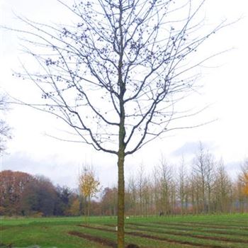 ACA_Sol_baum_5xv_200-300x35-40x-500_R_HE517_2_13_11_08_26357.jpg