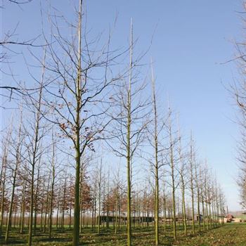 QRU_Sol_baum_4xv_200-300x25-30x500-700_G_ESCH850-51_10_01_05_7620.jpg