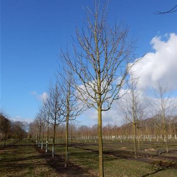 ACA_Sol_Baum_5xv_200-300x35-40x400-500_R_405_02_03_15_jh_39577.JPG