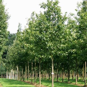 QRU_Sol_baum_4xv_200-300x30-35x500-700_G_WI584_17_08_07_19545.jpg