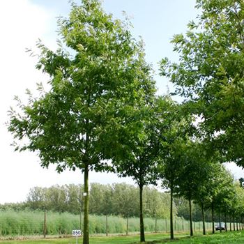 QRU_Sol_baum_4xv_200-300x35-40x500-700_G_ESCH850_23_09_04_2200.jpg