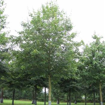 ACA_Sol_baum_5xv_200-300x40-45x500-700a_R-1054_09_07_14_jh_39783.jpg