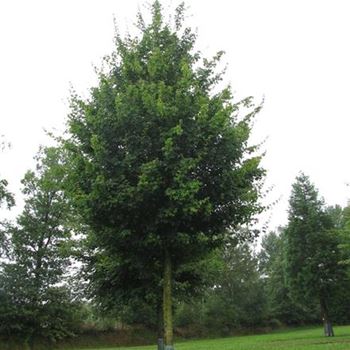 ACA_Sol_baum_5xv_200-300x40-45x500-700_R-1054_09_07_14_jh_39782.jpg