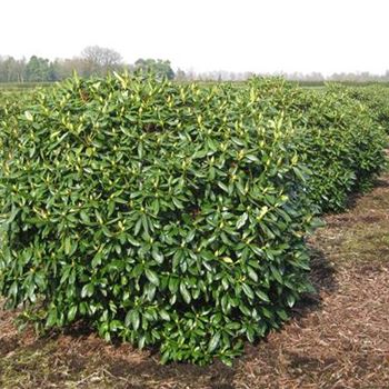 RCWH_Schaupflanze_6xv_Br225-250xHoe180-200_G_IP38122_3_18_03_10_33778.jpg