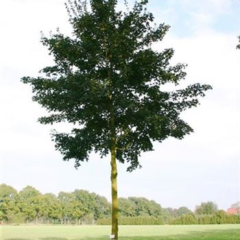 ACA_Sol_baum_5xv_200-300x40-45x500-700_R_BRE139_3_24_09_05_4304.jpg