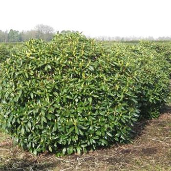 RCWH_Schaupflanze_6xv_Br225-250xHoe180-200_G_IP3812_3_18_03_10_33776.jpg