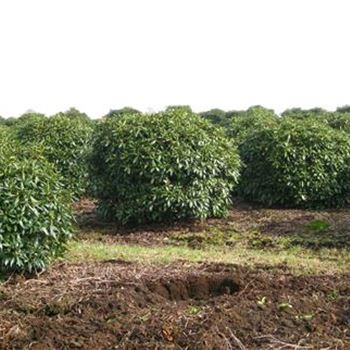 RCWH_Schaupflanze_6xv_Br225-250xHoe180-200_G_IP3812_2_18_03_10_33775.jpg