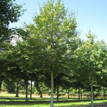 ACA_Sol_baum_6xv_300-400x40-45x500-700_R-1054_13_08_14_jh_39784.jpg