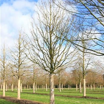 ACA_Sol_baum_6xv_300-400x60-70x500-700_R_BO344_3_14_03_08_22630.jpg
