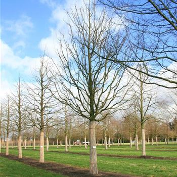 ACA_Sol_baum_6xv_300-400x60-70x500-700_R_BO344_2_14_03_08_22629.jpg