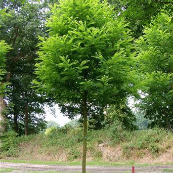 RPBE_Sol_baum_5xv_200-300x25-30x400-500_R_Z_MUE312_12_08_06_12790.jpg
