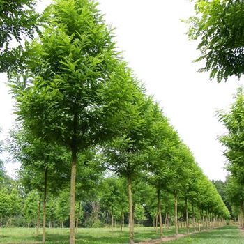 RPBE_Sol_baum_5xv_200-300x30-35x400-500_R_Z_MUE312_12_08_06_12791.jpg